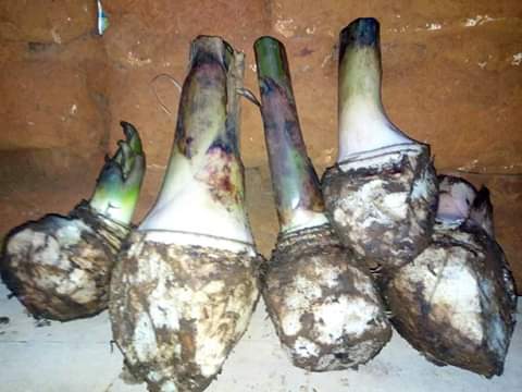 Vie Rurale Authentique